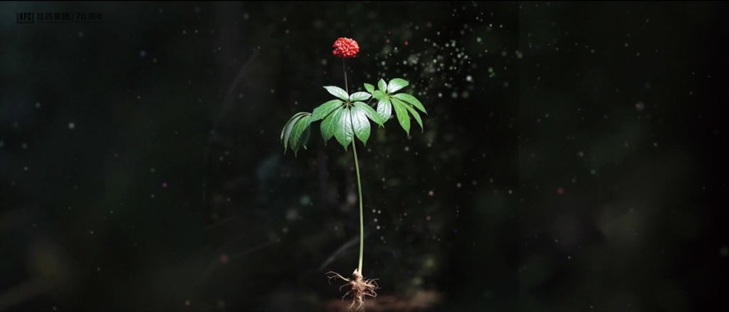 听，三七在说话